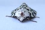 Hebrew Moth