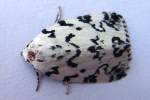 Hebrew Moth
