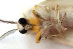 Agreeable Tiger Moth