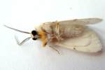 Agreeable Tiger Moth