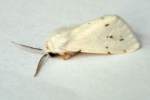 Agreeable Tiger Moth
