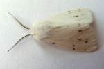Agreeable Tiger Moth