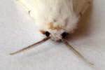 Agreeable Tiger Moth