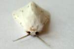 Agreeable Tiger Moth