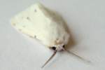 Agreeable Tiger Moth