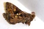 Common Looper Moth