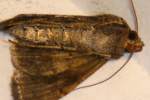 Common Looper Moth