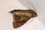 Common Looper Moth