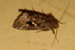 Common Looper Moth