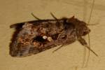Common Looper Moth