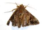 Common Looper Moth