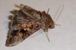 Common Looper Moth