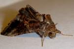 Common Looper Moth
