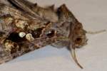 Common Looper Moth