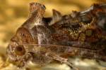 Common Looper Moth