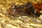 Common Looper Moth