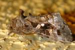 Common Looper Moth