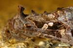 Common Looper Moth