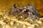 Common Looper Moth