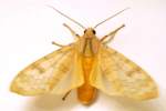 Banded Tussock Moth
