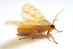 Banded Tussock Moth