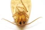 Banded Tussock Moth