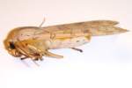 Banded Tussock Moth