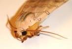 Banded Tussock Moth