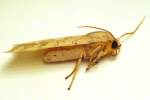 Banded Tussock Moth