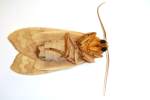 Banded Tussock Moth