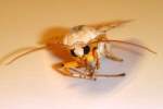 Banded Tussock Moth