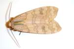 Banded Tussock Moth