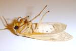 Banded Tussock Moth