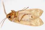 Banded Tussock Moth