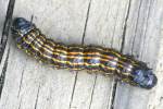 Orange-tipped Oakwork Moth Caterpillar