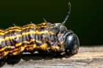 Orange-tipped Oakwork Moth Caterpillar