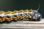 Orange-tipped Oakwork Moth Caterpillar