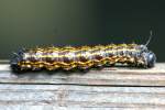 Orange-tipped Oakwork Moth Caterpillar