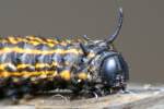 Orange-tipped Oakwork Moth Caterpillar