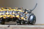 Orange-tipped Oakwork Moth Caterpillar