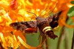 Nessus Sphinx Moth