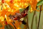 Nessus Sphinx Moth