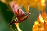 Nessus Sphinx Moth
