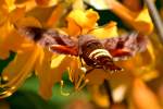 Nessus Sphinx Moth