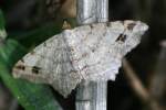 Many-lined Angle Moth