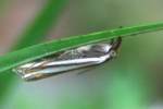 Eastern Grass-veneer Moth