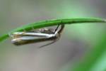 Eastern Grass-veneer Moth