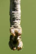 Curve-toothed Geometer Caterpillar