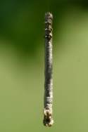 Curve-toothed Geometer Caterpillar