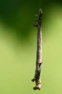 Curve-toothed Geometer Caterpillar